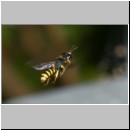 Ectemnius cavifrons oder ruficornis - Grabwespe m02 9mm.jpg